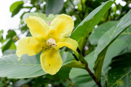 Yellow flower has blossoming with trees backgroundの写真素材