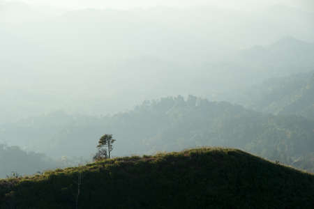 Lonely tree on the trail routeの写真素材