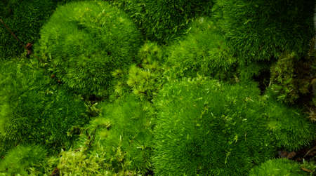 Mosses and Liverwortsの写真素材