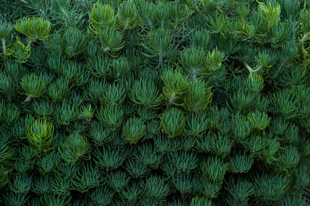 Green foliage plants backgroundの写真素材