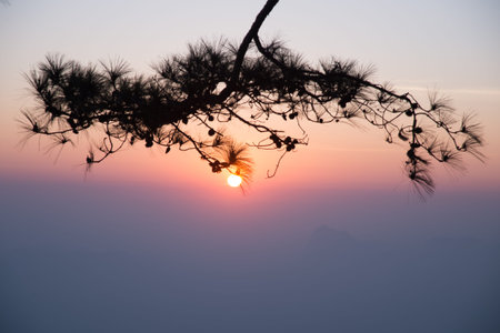 Pine branch silhouette in morning sunriseの写真素材