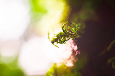 Natural light shining to fern branches during sunrise after morning with big bokeh in backgroundの写真素材