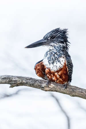 Giant Kingfisher in Kruger Park - South Africaの写真素材