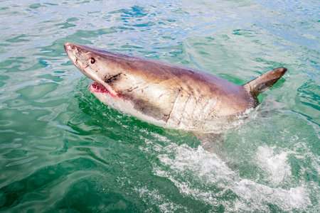 White shark from the boat during a cage diving activity in South Africaの写真素材