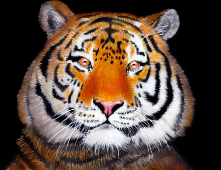 Tiger drawn with acrylic paint on the sheet of paperの写真素材