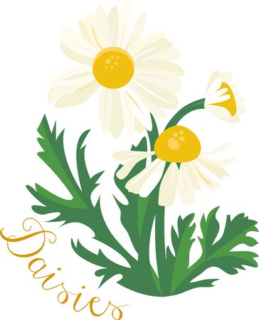 The daisy のイラスト素材