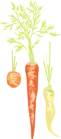 Add this bunch of vegetables to towels for the kitchen.のイラスト素材