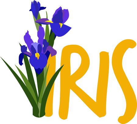 Iris means rainbow. It has many colors.So Enjoy the beautiful Iris Designのイラスト素材