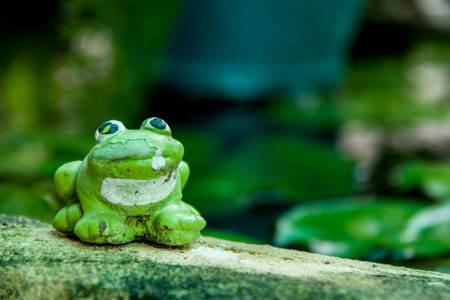 a frogの写真素材