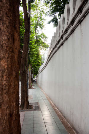 a jaywalk with treesの写真素材