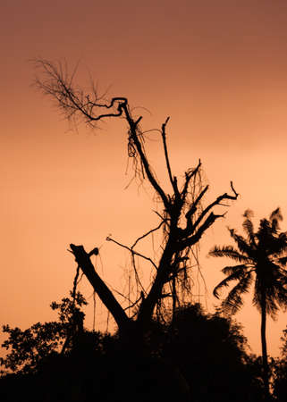 the tree on sunsetの写真素材