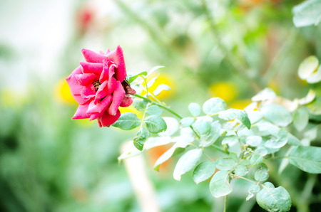 Pink color rose isolate green leaf backgroundの写真素材