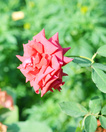 Pink color rose flower isolate green leaf の写真素材