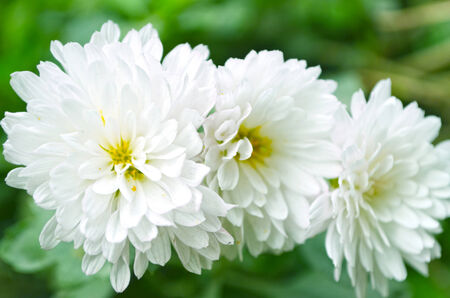 White color flower isolate green leaf backgroundの写真素材