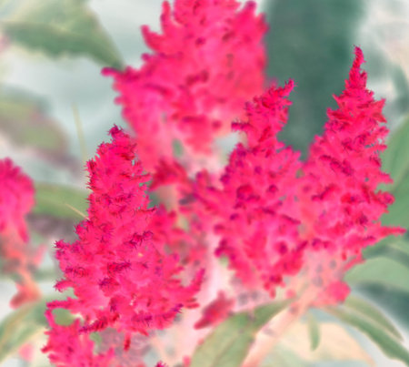 Natural flower background captured from nature