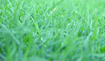 Green grass fieldの写真素材