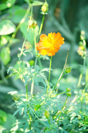 Yellow color flower isolate green leaf backgroundの写真素材