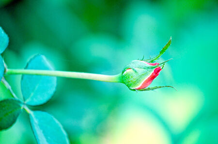 Pink color rose flower isolate green leaf backgroundの写真素材