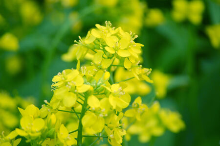 Yellow color flower isolate green leaf backgroundの写真素材