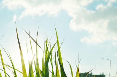 Close up trees in the gardenの写真素材