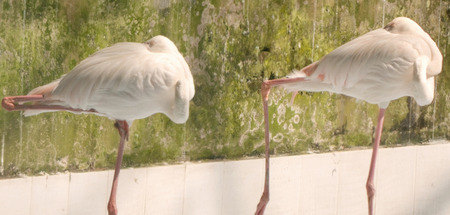 White color swan bird stand up with one legの写真素材
