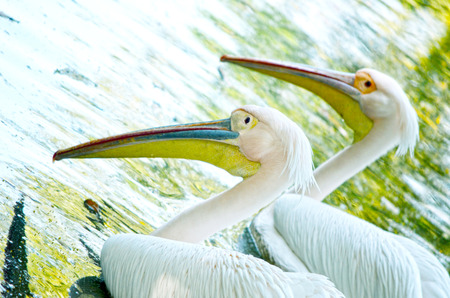 White color swan bird in the water.の写真素材