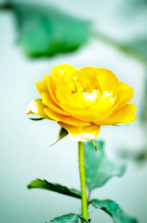 Yellow color rose flower isolate green  backgroundの写真素材