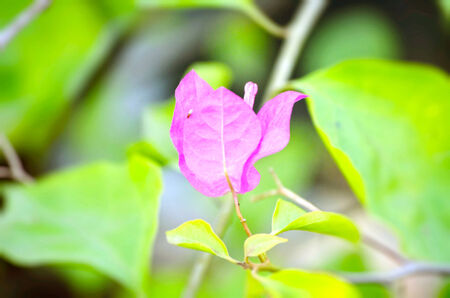 Pink color flower isolate green leaf backgroundの写真素材