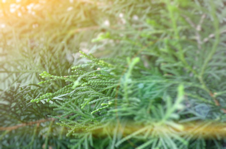 Green leaf plant in the garden as a backgroundの写真素材