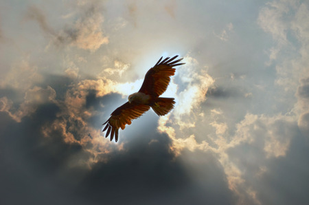 Bird In The Sky isolate cloudy sun-lite skyの写真素材