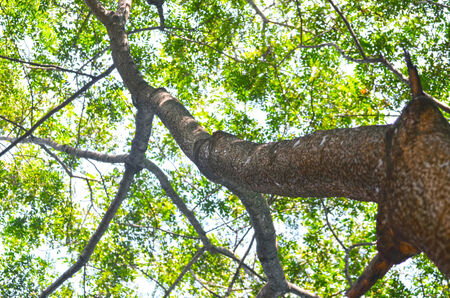 Beech Trees During Springtimeの写真素材