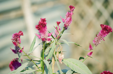 Pink Flowers Blossoming Tree Branch