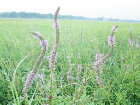 Pink color grass flower in the grass fieldの写真素材