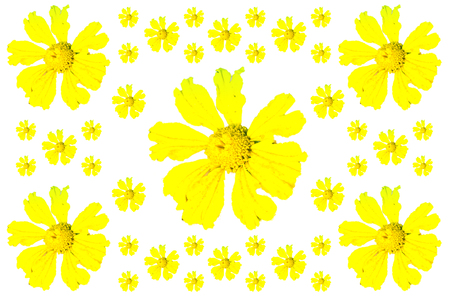 Yellow flower isolated on white background.の写真素材
