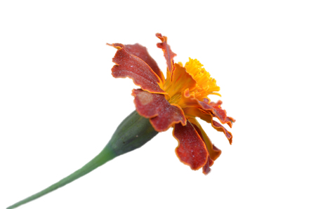 Yellow flower isolated on white background.の写真素材