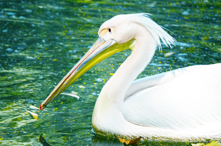 Photo of a beautiful white swan in the lakeの写真素材