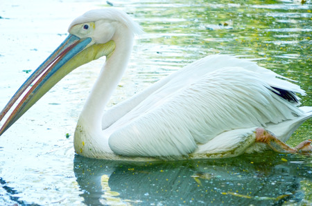 Photo of a beautiful white swan in the lakeの写真素材