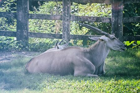 Close up portrait of deer In The Meadowの写真素材