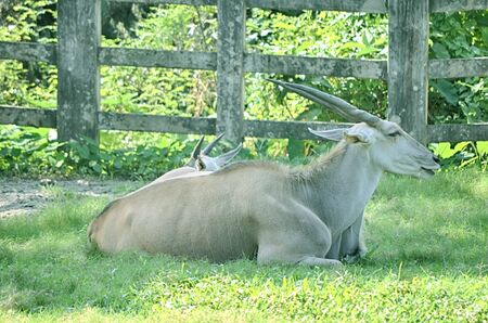 Close up portrait of deer In The Meadowの写真素材