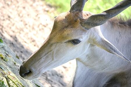 Close up portrait of deer In The Meadowの写真素材
