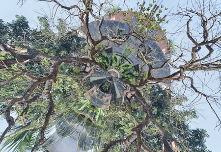 Bare, leafless lone tree in winter or early spring.の写真素材