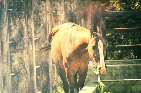 A close up image of a horse looking directly at the viewer.の写真素材