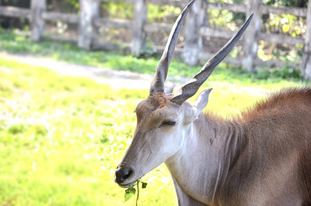 Close up portrait of deer In The Meadowの写真素材