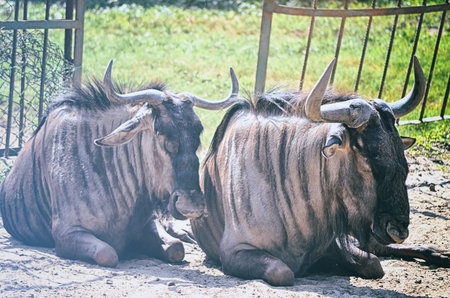 Closeup Portrait of a Bull in farms fieldの写真素材
