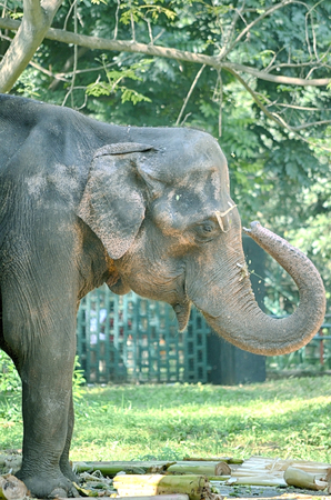 Portrait image of Wildlife Elephantの写真素材