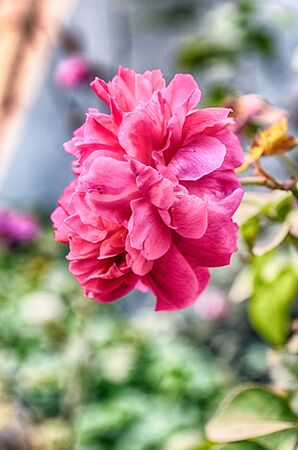 Pink Flowers Blossoming Tree Branchの写真素材