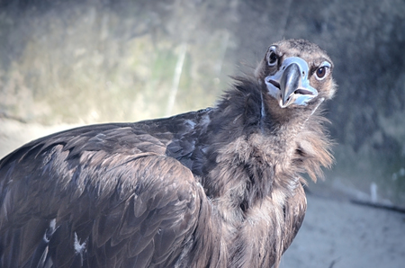 Portrait of an American Bald Eagleの写真素材