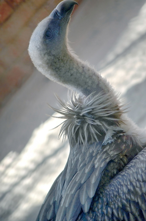 Portrait of an American Bald Eagleの写真素材