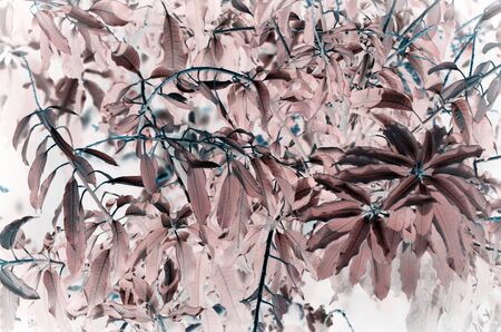Natural leaf background for text usedの写真素材