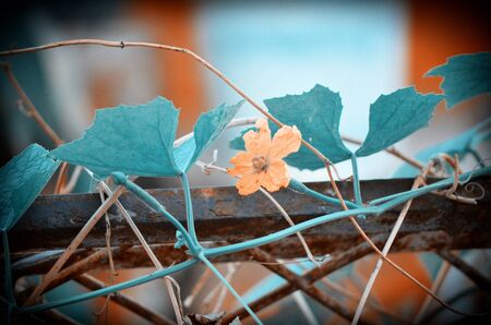 Yellow color flower in the city gardenの写真素材